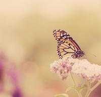 Ingrandisci in finestra separata